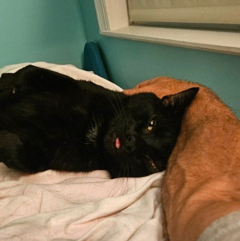picture of the cat needing adoption