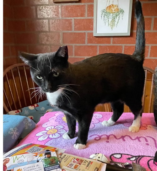 picture of the cat needing adoption