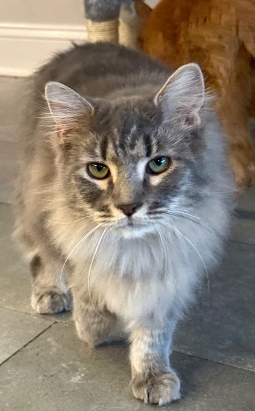picture of the cat needing adoption