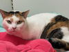 adoptable Cat in sewell, NJ named Debbie