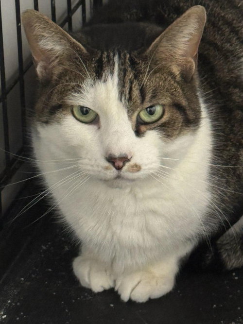 picture of the cat needing adoption