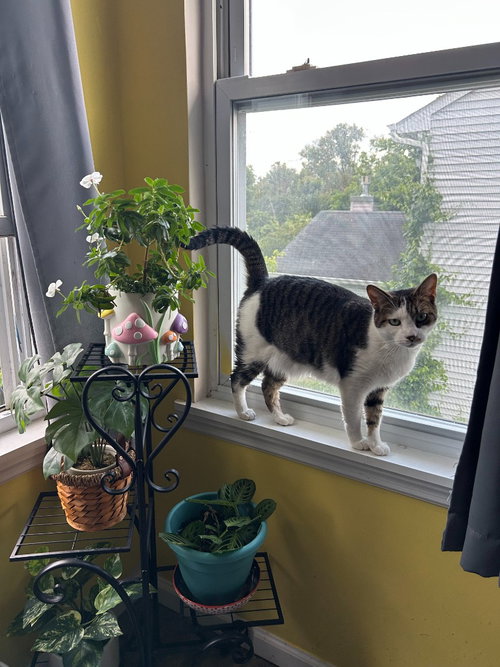 ERSKIN AKA ERNIE - Domestic Short Hair available for adoption