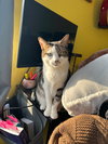 Erskin aka Ernie - Photo 4