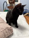 adoptable Cat in sewell, NJ named Tabitha