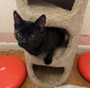 adoptable Cat in sewell, NJ named Tilly
