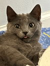 adoptable Cat in sewell, NJ named Shelly