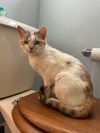 adoptable Cat in Sewell, NJ named Julie