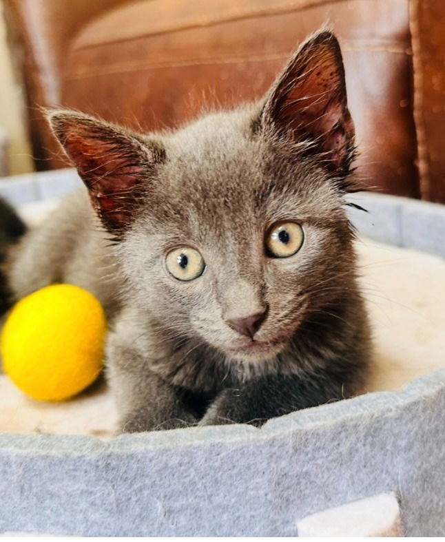 adoptable Cat in Sewell, NJ named Rocky