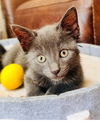 adoptable Cat in  named Rocky