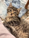 adoptable Cat in  named Skye