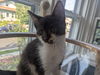 adoptable Cat in Sewell, NJ named Lucky
