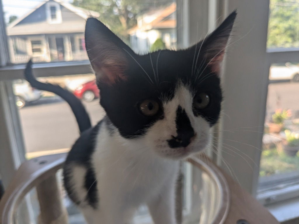 adoptable Cat in Sewell, NJ named Cookie