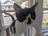 adoptable Cat in sewell, NJ named Cookie