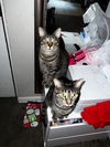 adoptable Cat in Sewell, NJ named Lola & Louis