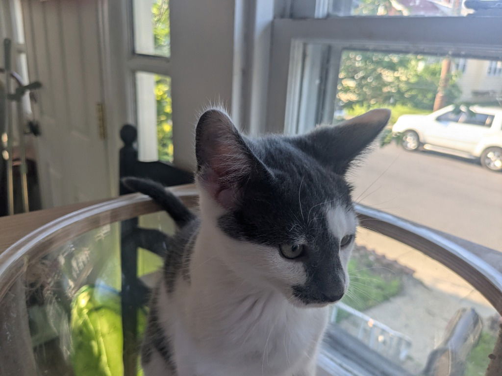 adoptable Cat in Sewell, NJ named Chance