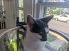 adoptable Cat in sewell, NJ named Chance
