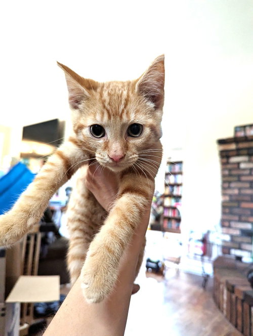 picture of the cat needing adoption