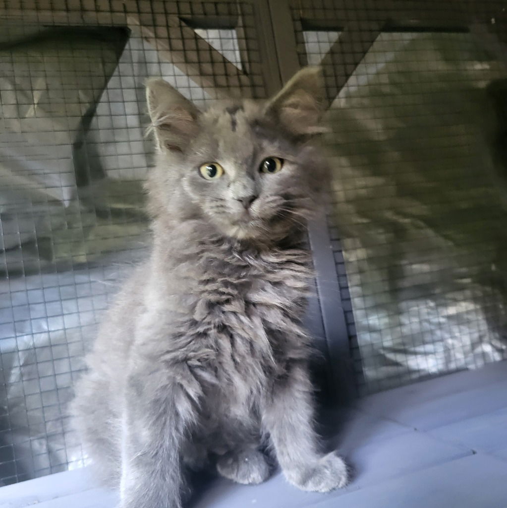adoptable Cat in Sewell, NJ named Eggplant