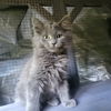 adoptable Cat in  named Eggplant
