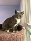 adoptable Cat in sewell, NJ named Pumpkin