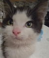 adoptable Cat in  named Mantis