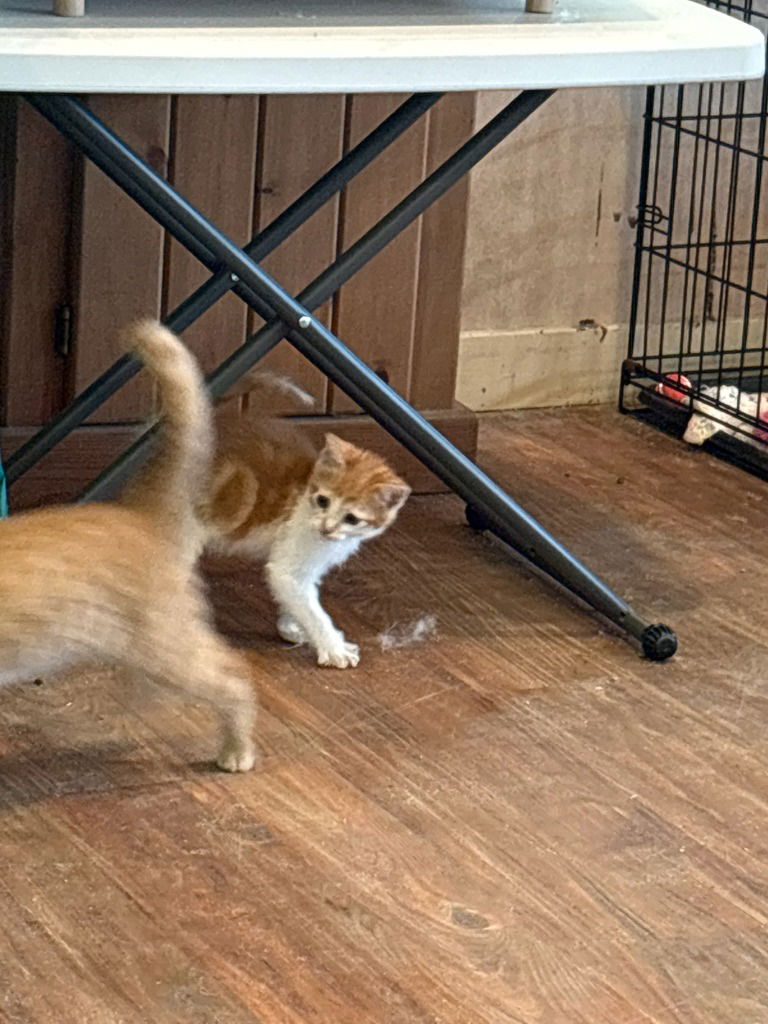 adoptable Cat in Sewell, NJ named Sunny