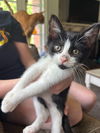 adoptable Cat in sewell, NJ named Sparkles
