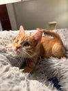 adoptable Cat in sewell, NJ named Sherbert