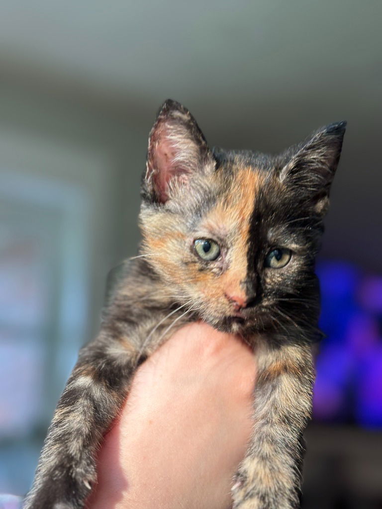 adoptable Cat in Sewell, NJ named Tiger