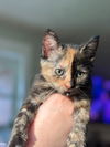 adoptable Cat in sewell, NJ named Tiger