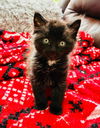 adoptable Cat in sewell, NJ named Denver