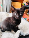 adoptable Cat in sewell, NJ named Aspen