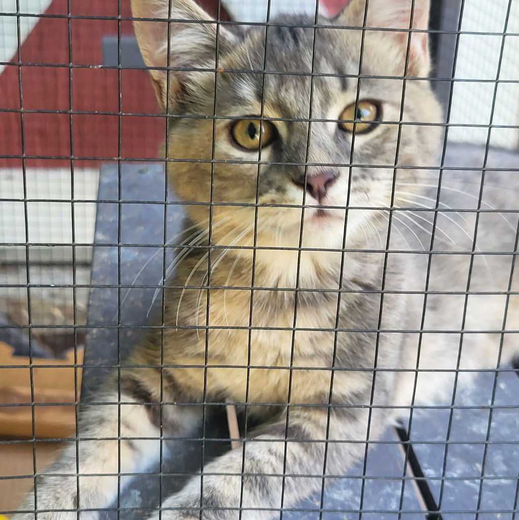 adoptable Cat in Sewell, NJ named Sweet Tea