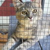 adoptable Cat in  named Sweet Tea
