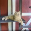 adoptable Cat in , NJ named KB aka Kool Breeze