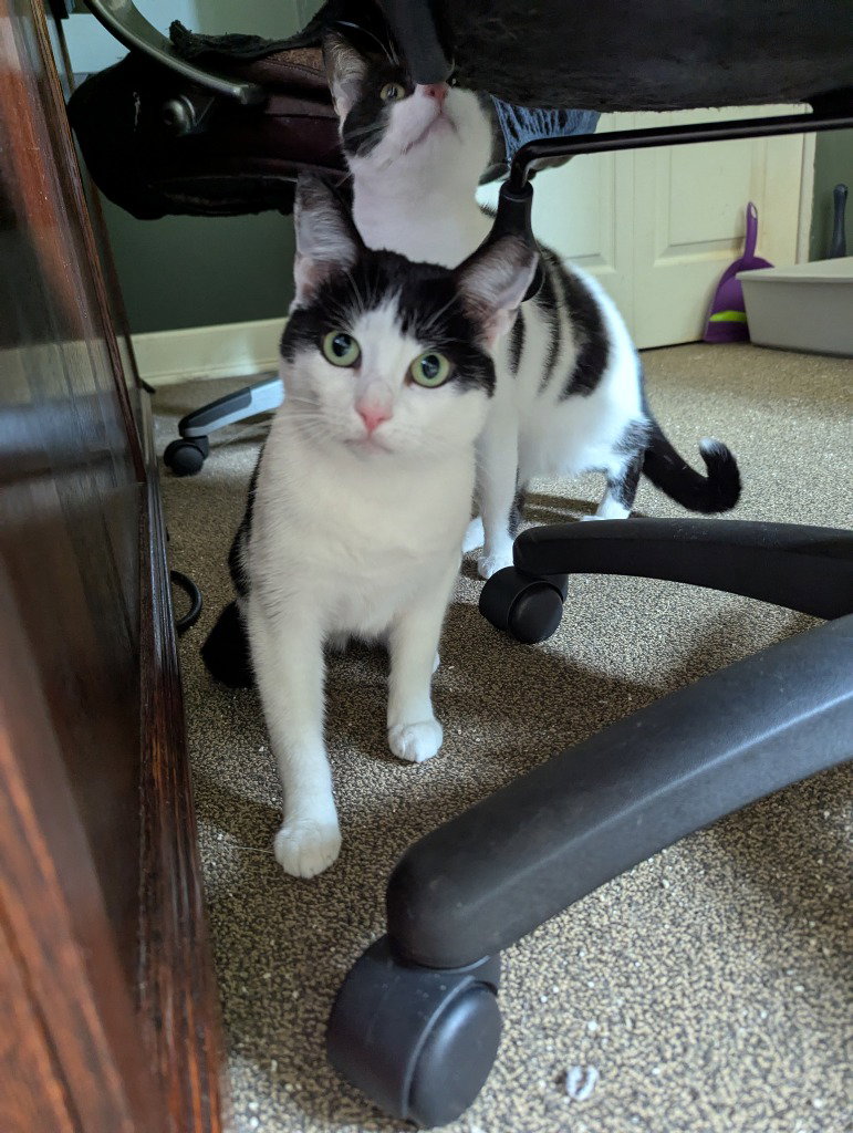 Momma Cowgirl