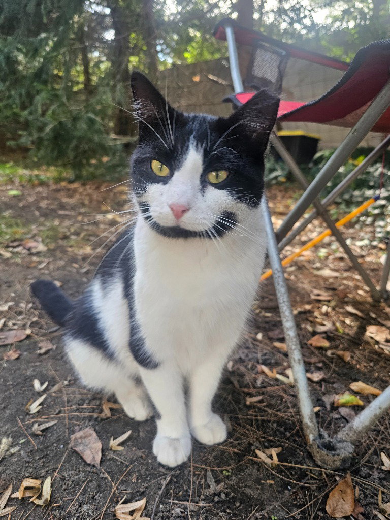 Mr. Moo