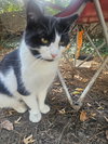 Mr. Moo - Photo 2