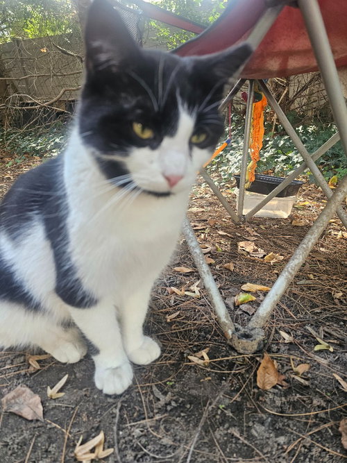 MR. MOO - Domestic Short Hair available for adoption