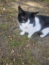 Mr. Moo - Photo 3