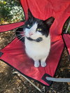 Mr. Moo - Photo 4