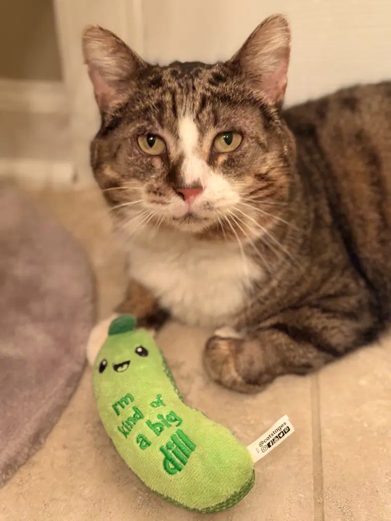 Ralph - Domestic Short Hair
