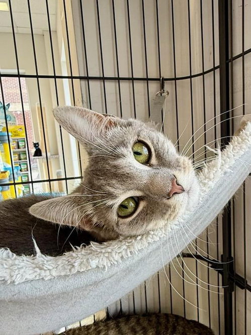 picture of the cat needing adoption