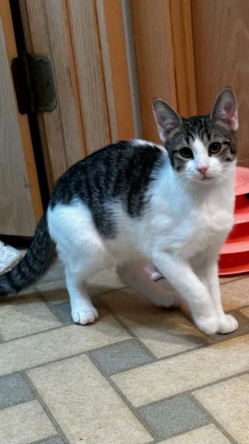 Princess, an adoptable Domestic Short Hair in Sewell, NJ