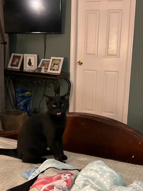 Taylor Wednesday, an adoptable Domestic Short Hair in Sewell, NJ