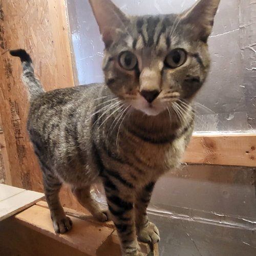 picture of the cat needing adoption
