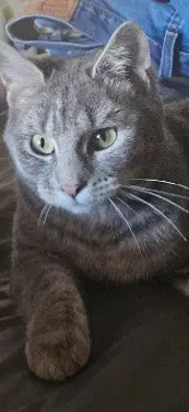 Toni - Domestic Short Hair