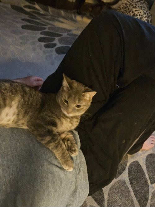 TONI - Domestic Short Hair available for adoption
