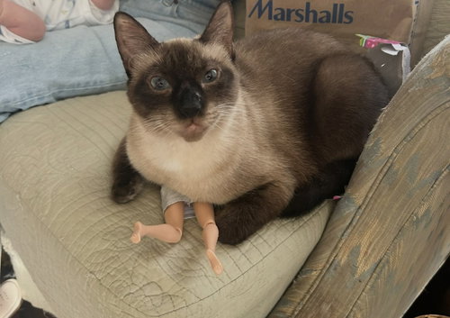 picture of the cat needing adoption