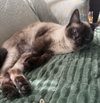 Willow - Photo 2